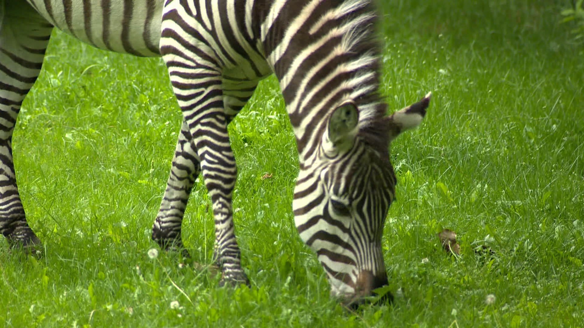 Foster zebras settling in well at Saskatoon zoo - Saskatoon - Vimarsana News