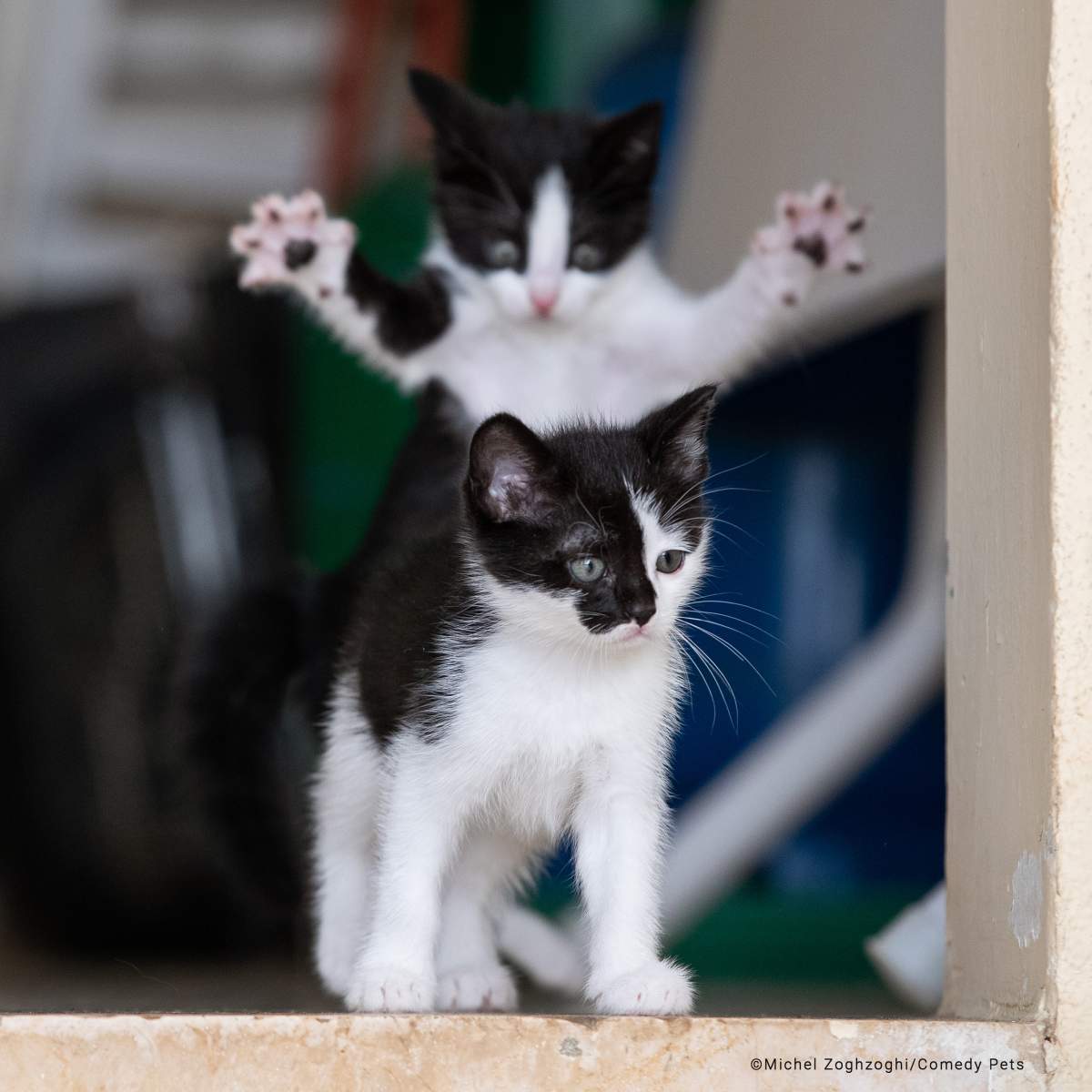 A kitten leaps to pounce on another.