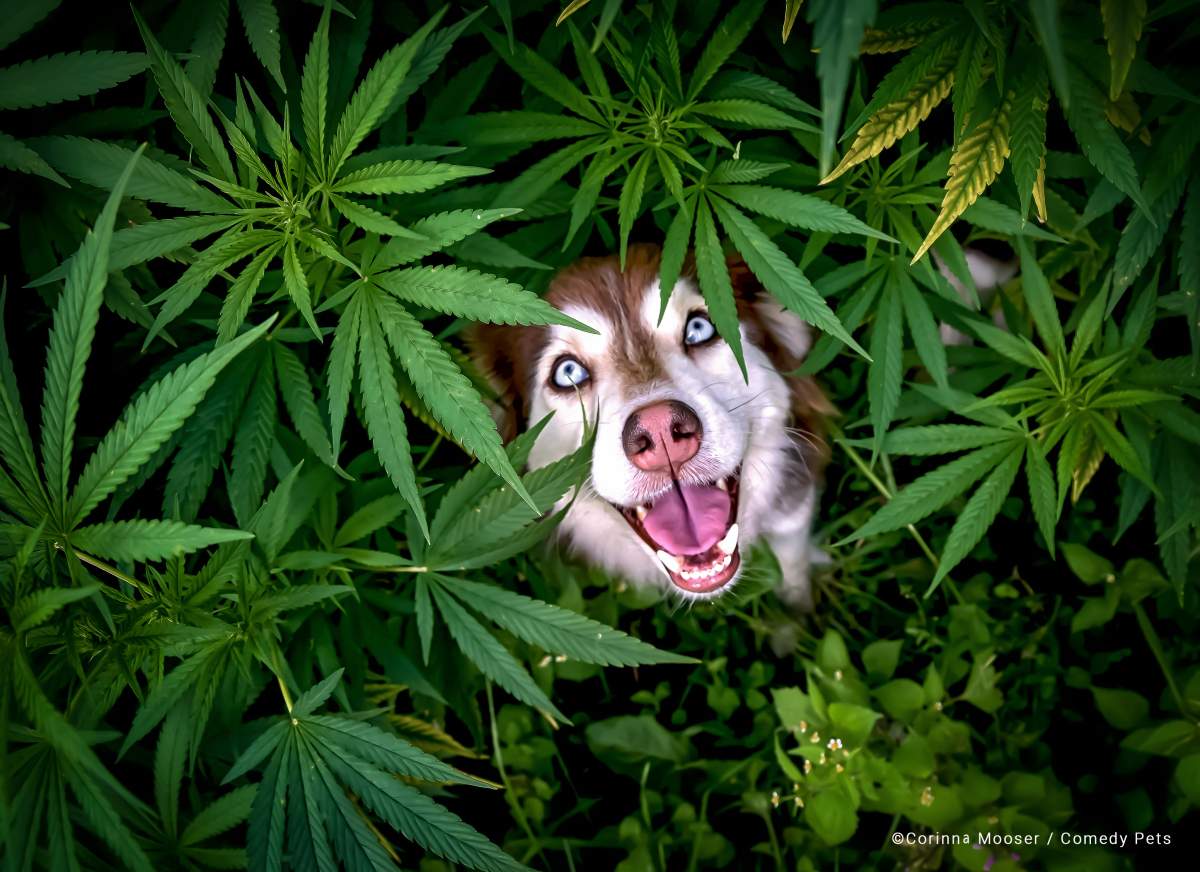 A dog sits among hemp plants.