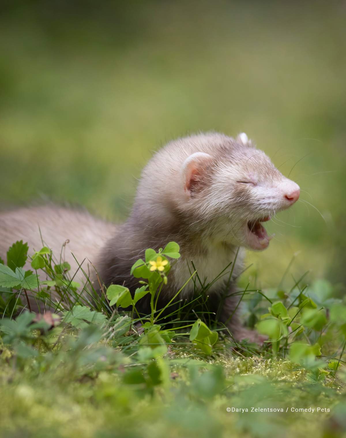 A little ferret yawning.