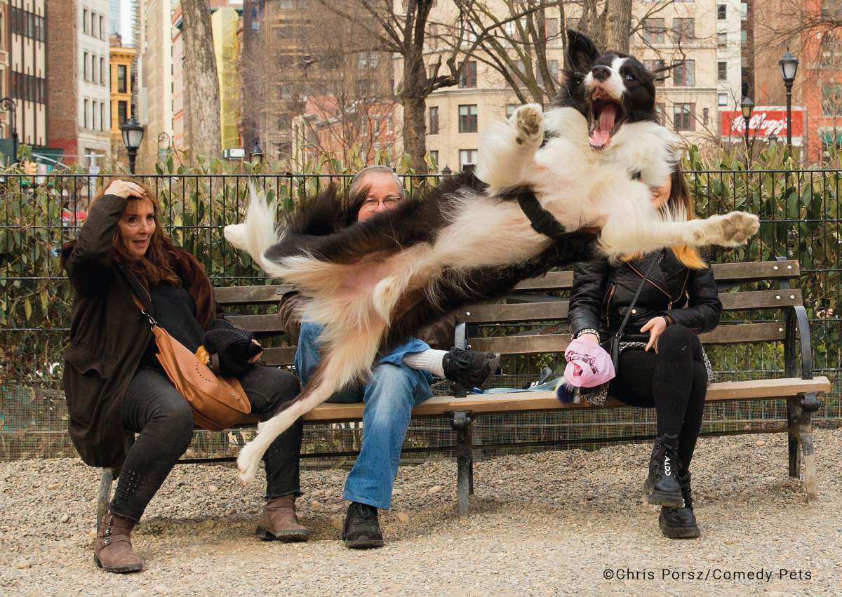A dog jumps in the air in front of three people sitting on a park bench.