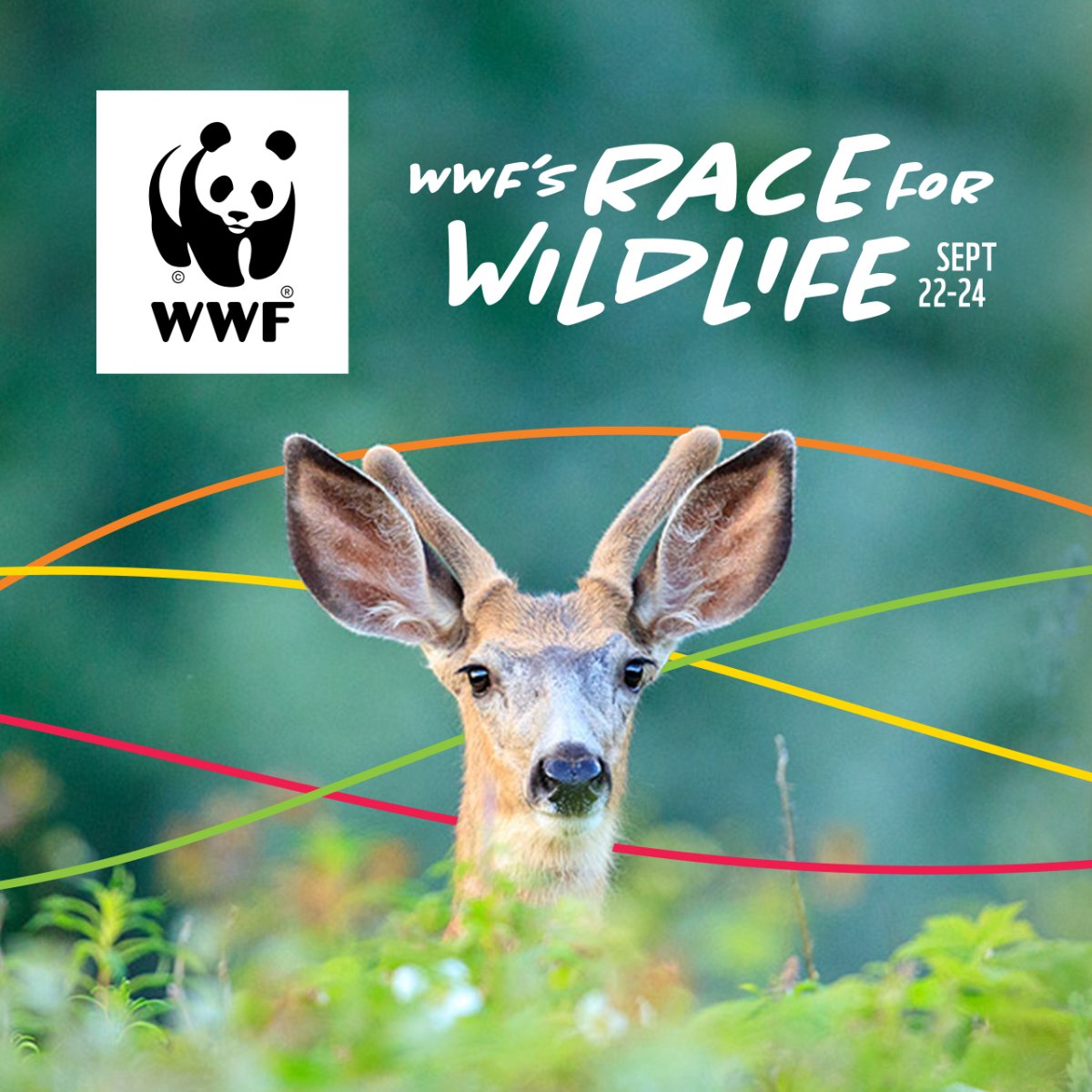 WWF’s Race for Wildlife Sept 22-24 - image