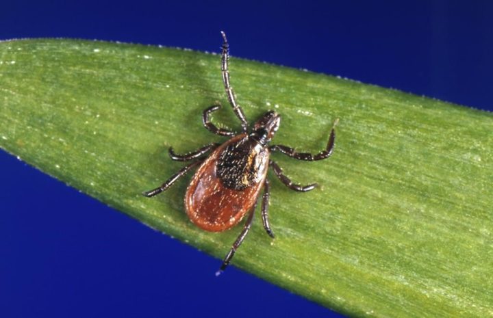 Ontario tracks spread of tick borne illnesses; top doctor links it to climate change