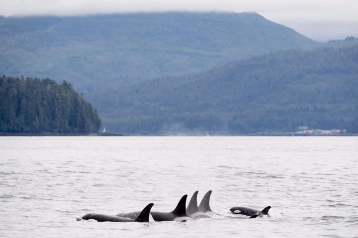 ‘It’s worrisome’: Worsening skin lesions on orcas concern for scientists