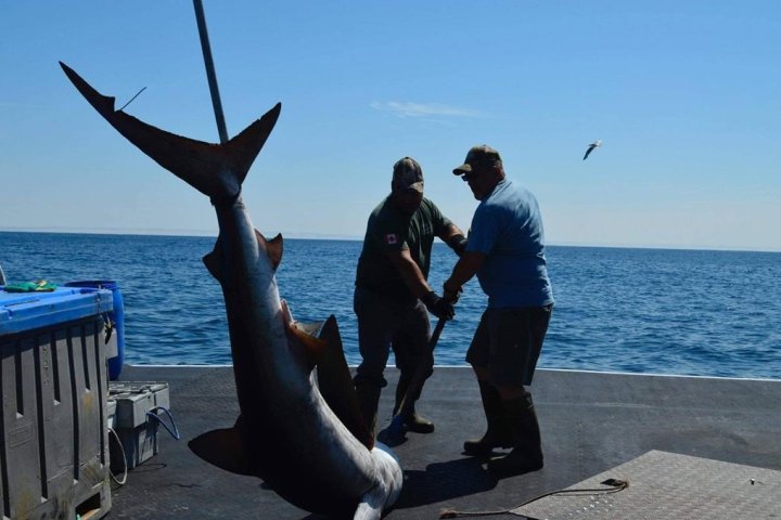 New government rules spell end for Nova Scotia’s distinctive shark fishing derbies