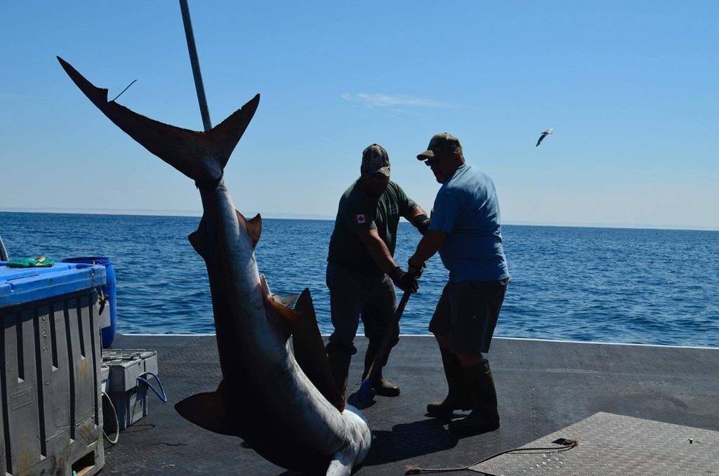 New government rules spell end for Nova Scotia's distinctive shark fishing  derbies - Halifax