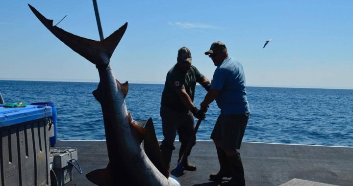 New government rules spell end for Nova Scotia’s distinctive shark fishing derbies – Halifax | Globalnews.ca