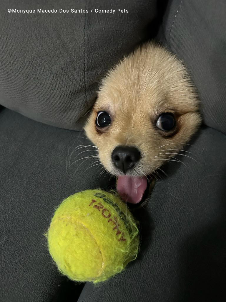 A dog sticks its head out between couch cushions.