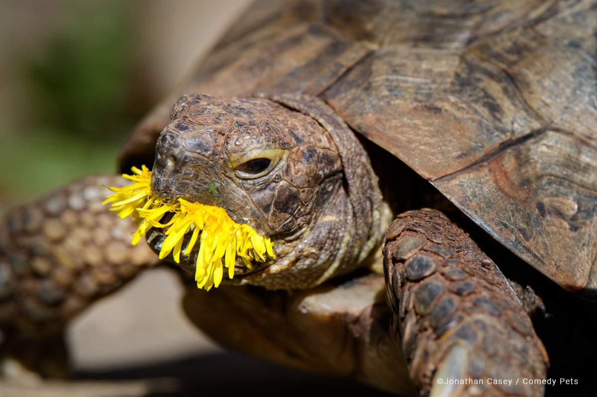 A turtle munches on dandelions.