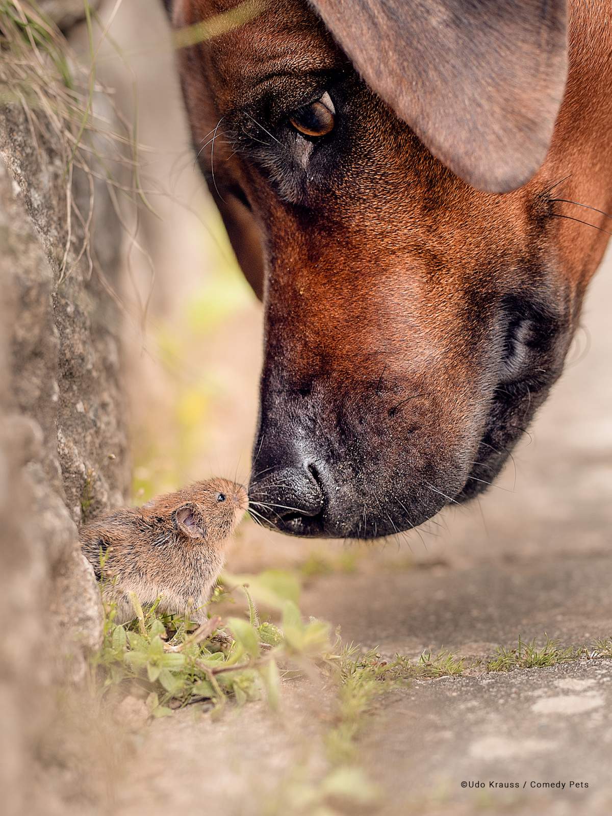 A dog touches noses with a mouse.