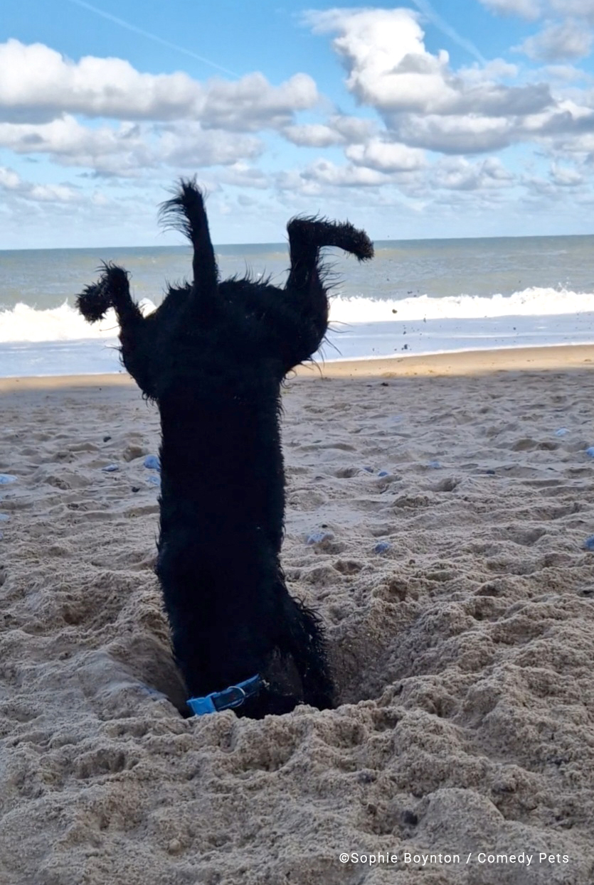A dog doing a handstand in the sand.