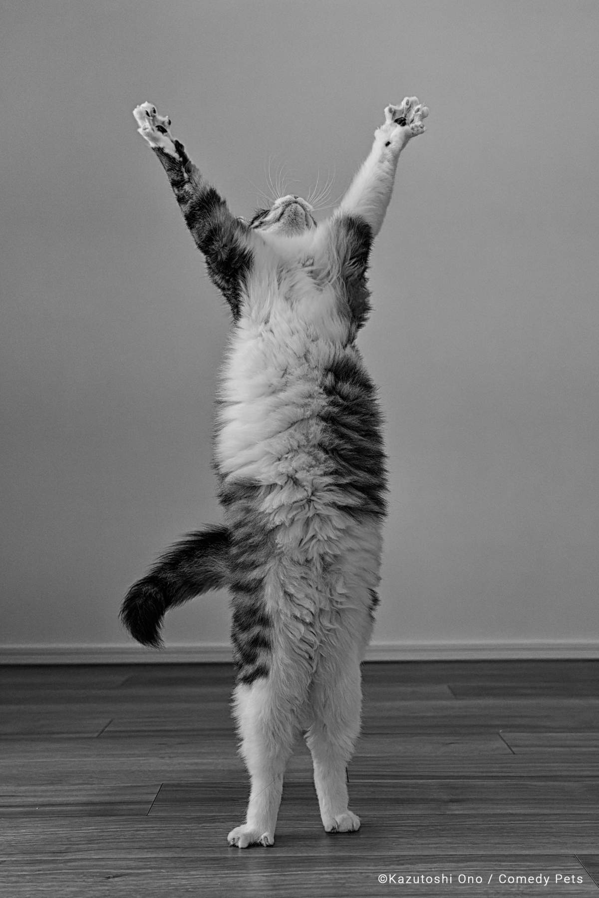 A cat standing on two legs stretching towards the sky.