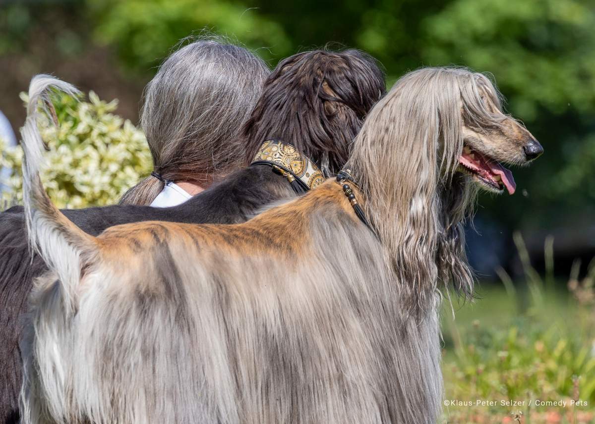 Two dogs with long hair sit beside a woman with long hair.