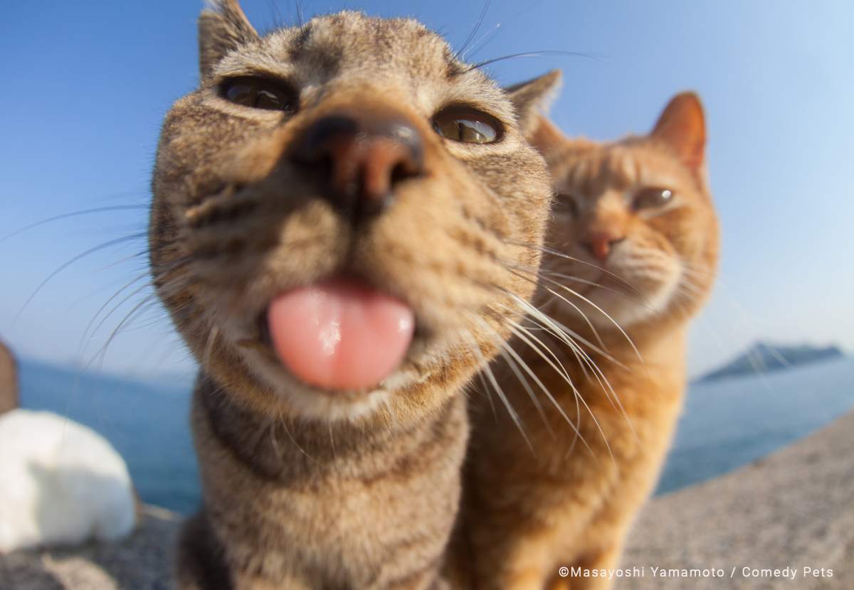 A cat sticks its tongue out at the camera.