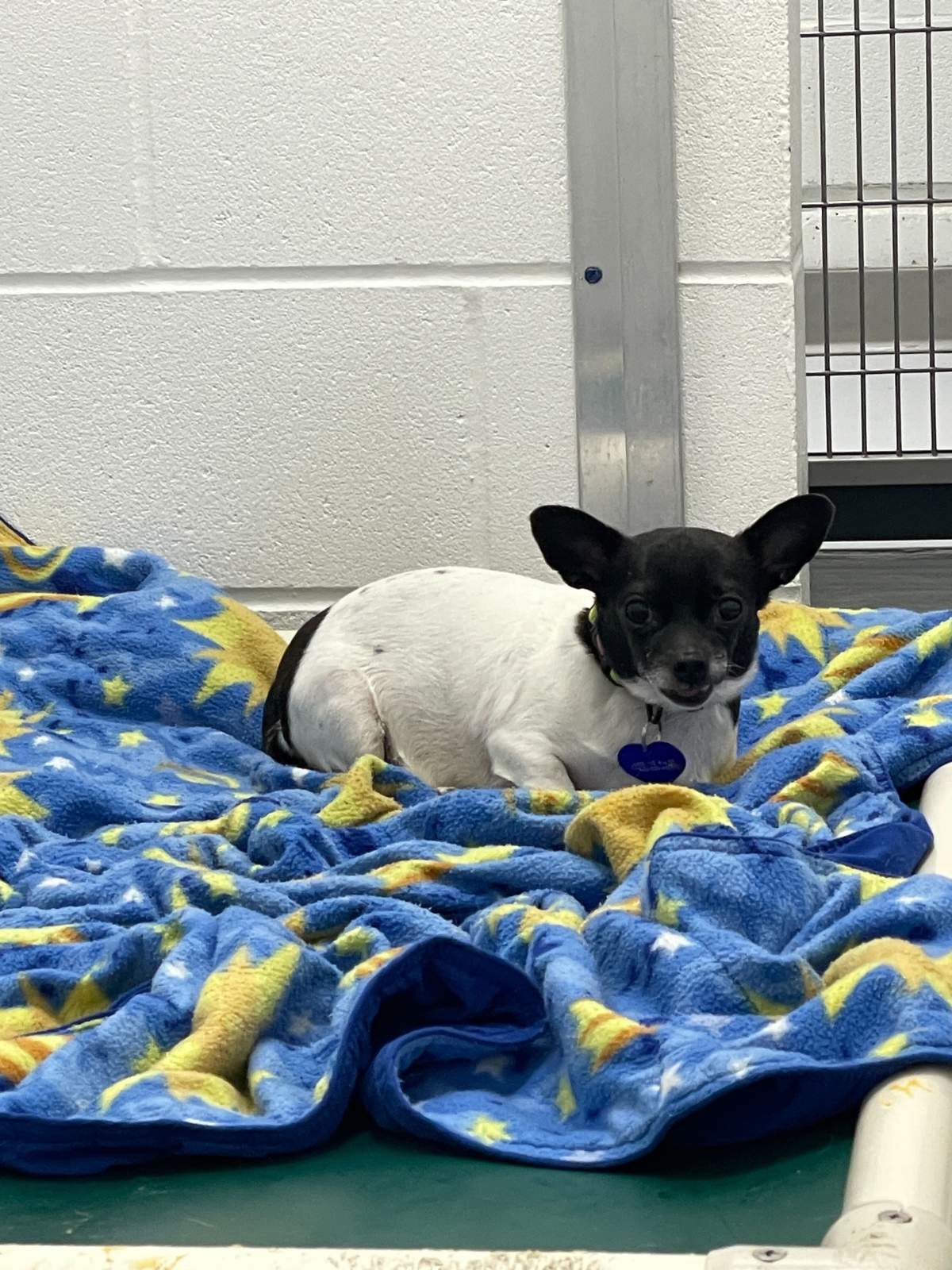 Abandoned dogs inside the Calgary Humane Society.