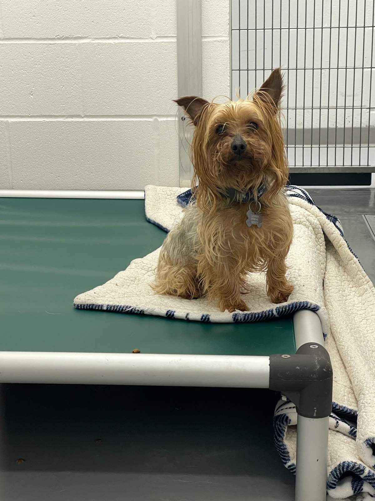 Abandoned Yorkshire Terrier.