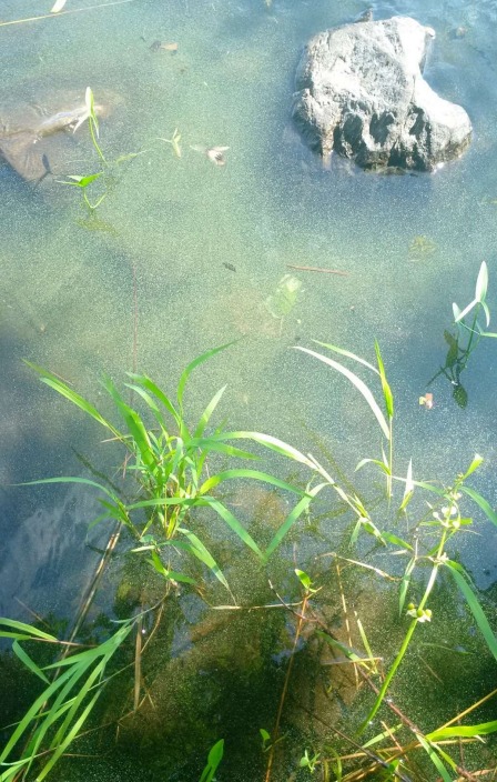 Surface bloom of blue-green algae from Lake Banook