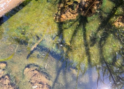 “We’ve been finding them everywhere:” HRM holds blue-green algae info session