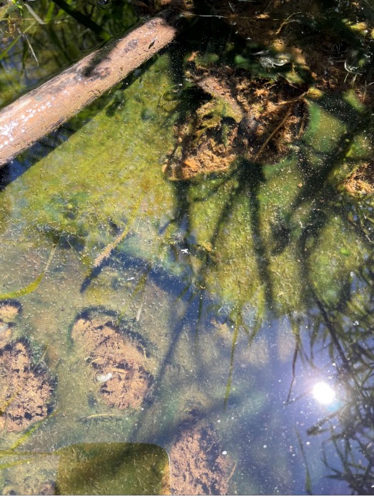 Benthic mat of blue-green algae at Fish Lake in 2022.