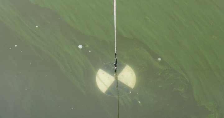 Blue-green algae health warnings issued for 3 lakes in Nicola region