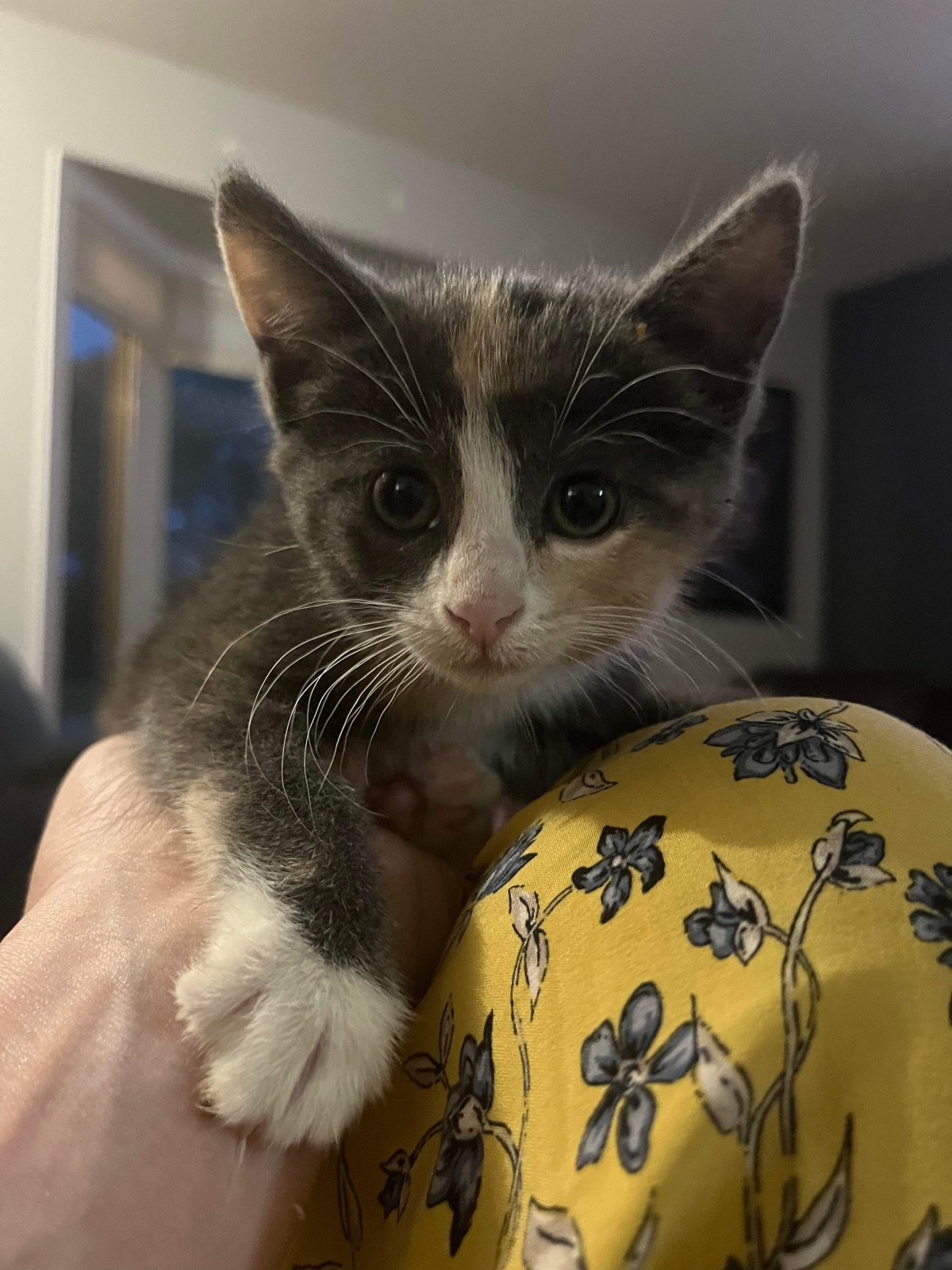 A small cat rescue based out of Lumsden is seeking a forever home for a seven-week-old kitten that was paralyzed, possibly temporarily, by a dog attack.