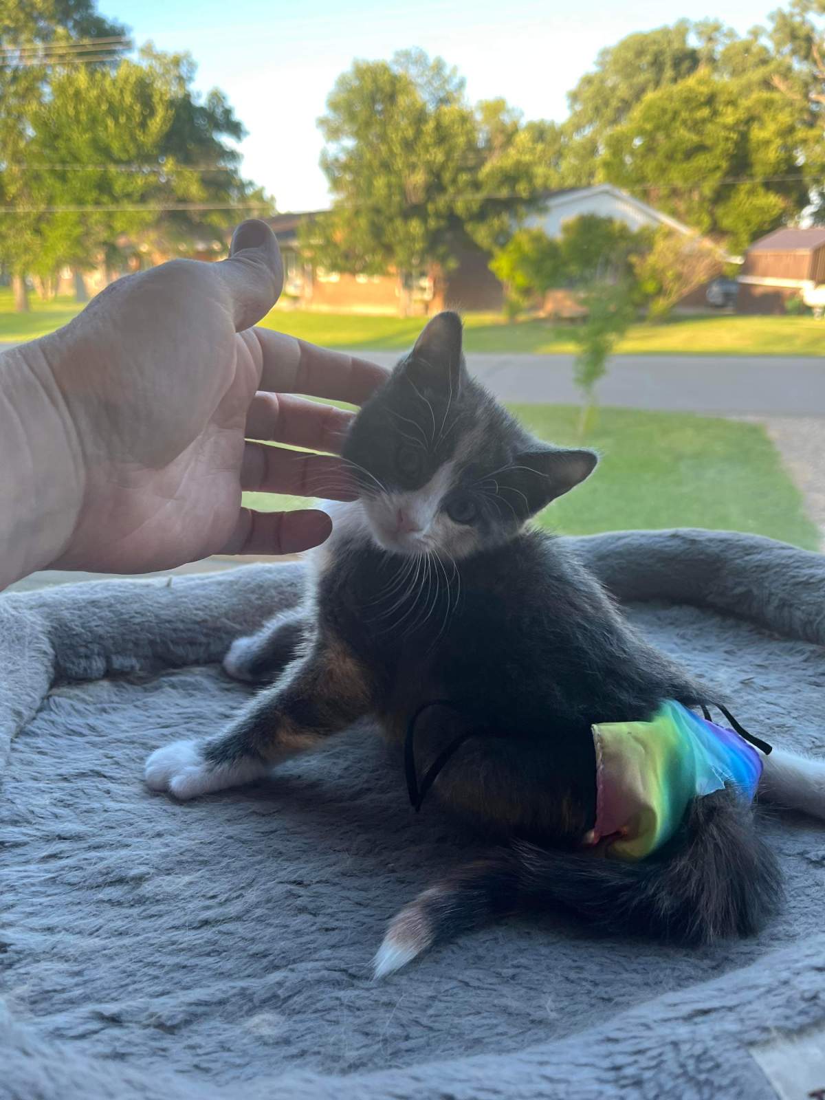 Kitten with limited mobility due to dog attack in Craven, Sask. seeks forever home - image