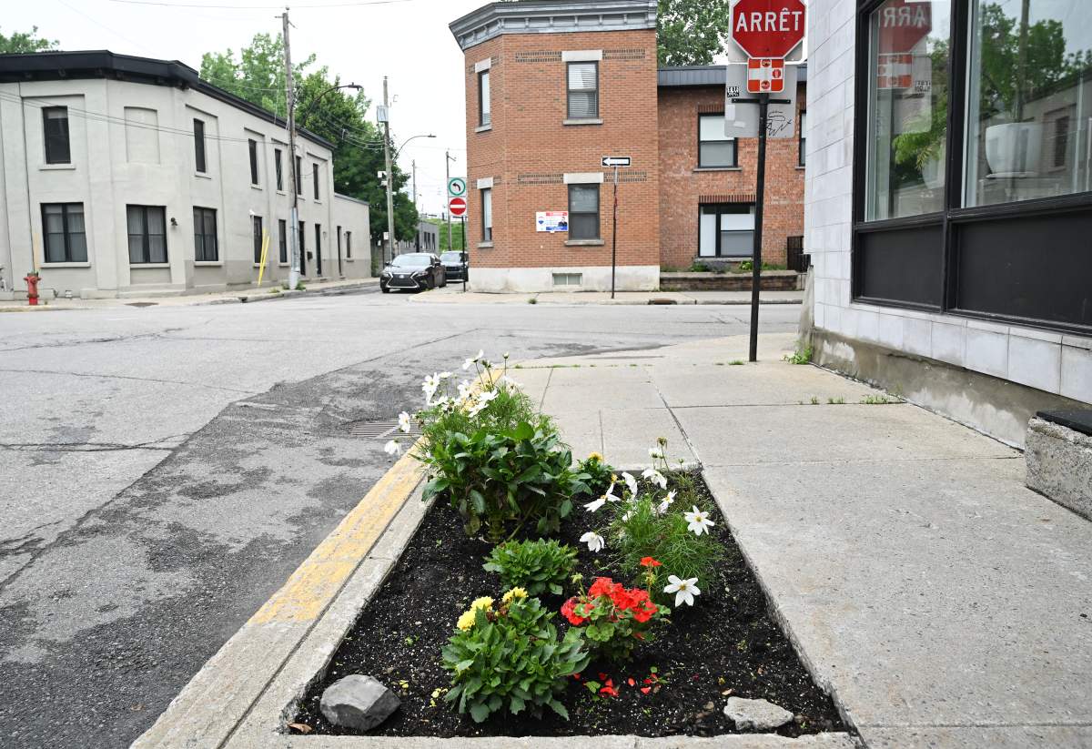 A sidewalk garden is shown in the Pointe-Saint-Charles borough of Montreal, Sunday, July 2, 2023. More and more gardens are sprouting up in the city where people plant flowers, vegetables and trees.