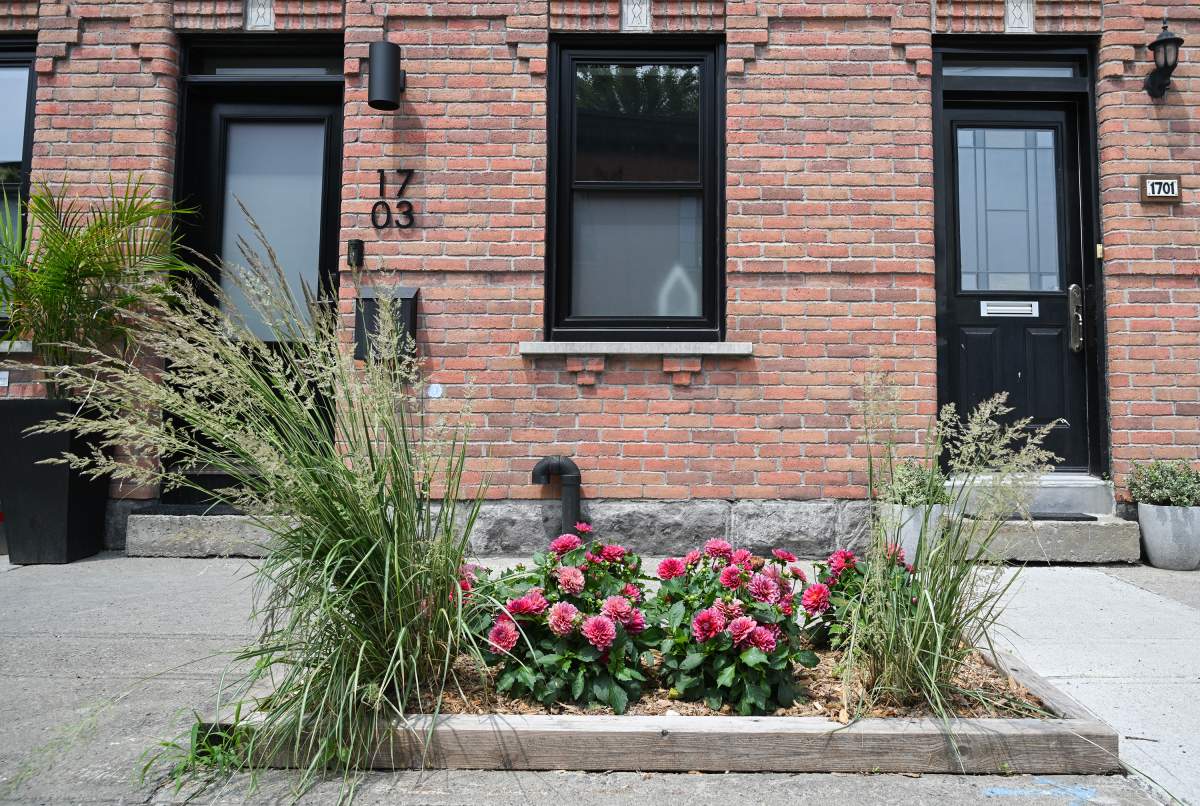 A sidewalk garden is shown in the Pointe-Saint-Charles borough of Montreal, Sunday, July 2, 2023. More and more gardens are sprouting up in the city where people plant flowers, vegetables and trees.