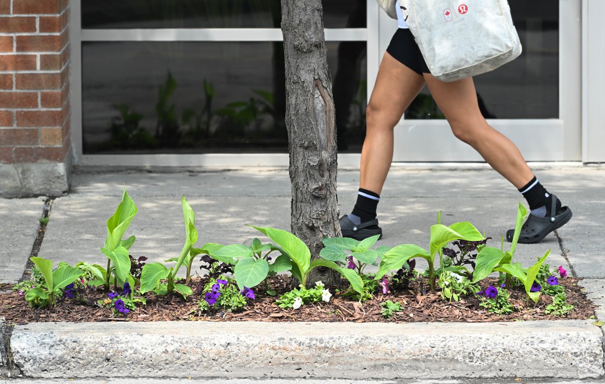 A person walks by a sidewalk garden in the Pointe-Saint-Charles borough of Montreal, Sunday, July 2, 2023. More and more gardens are sprouting up in the city where people plant flowers, vegetables and trees.