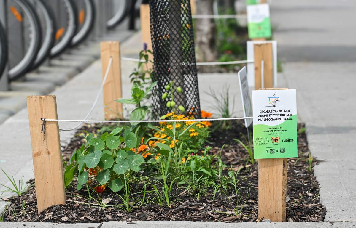 A sidewalk garden sponsored by a local business is shown in the Pointe-Saint-Charles borough of Montreal, Sunday, July 2, 2023. More and more gardens are sprouting up in the city with different boroughs encouraging the adoption of such spaces.