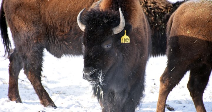 Birth of 2 bison calves makes history: Metis Nation of Alberta