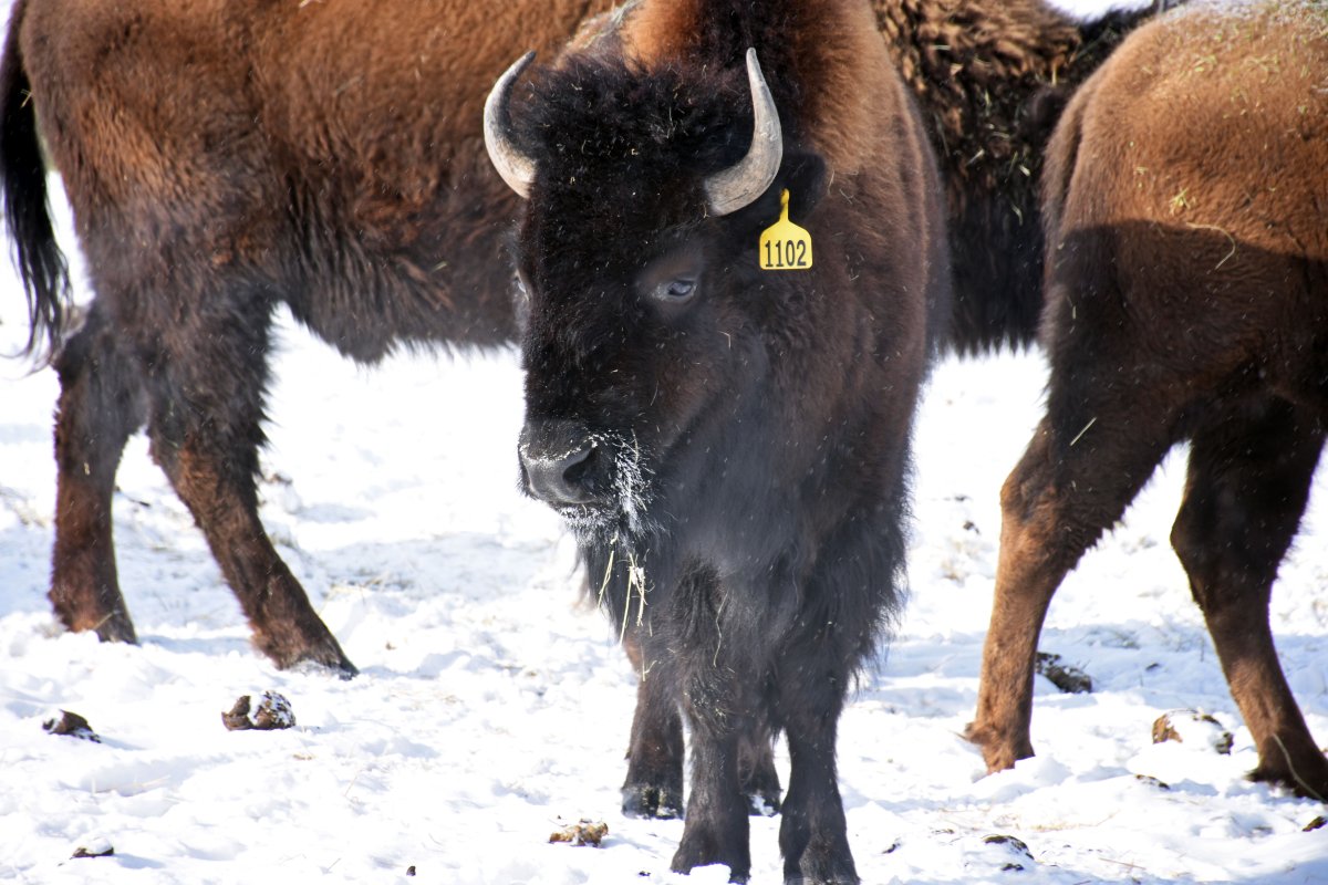 The Métis Nation of Alberta is celebrating the birth of two bison calves at a cultural park northeast of Edmonton. The new additions at Métis Crossing come after 20 wood bison were transferred to the traditional lands last year from Elk Island National Park. Bison at Metis Crossing Wildlife Park in Alberta are shown in a handout photo.