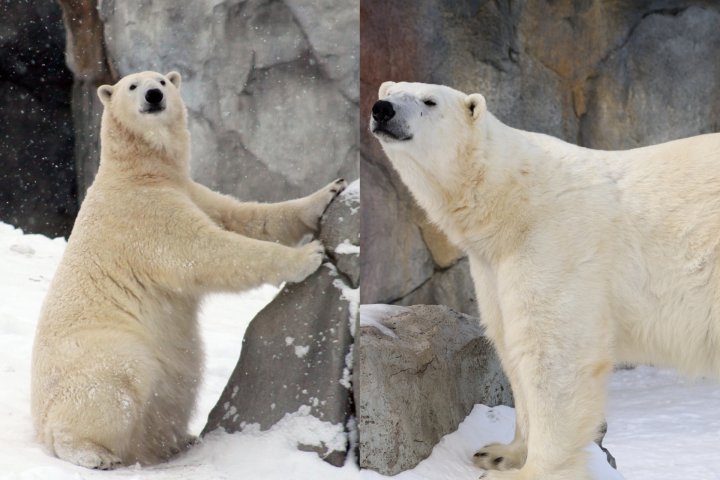 Calgary Zoo to welcome orphaned polar bears in the fall
