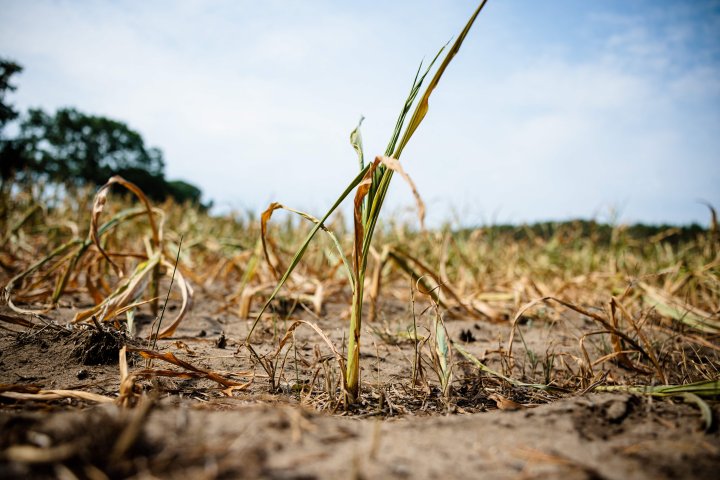 ‘Wake-up call’: Simultaneous crop failure more likely than thought, study warns