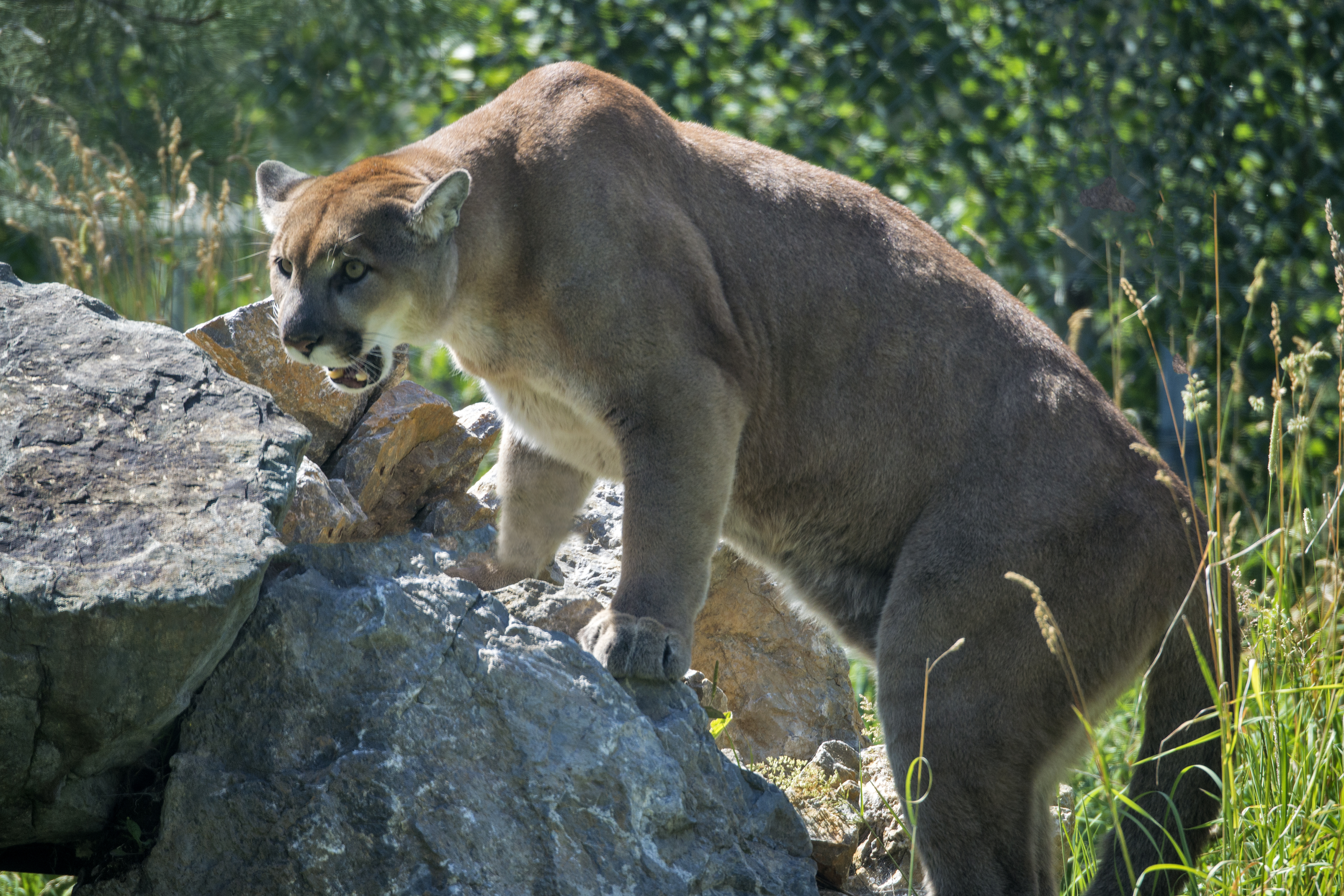 Suspected cougar attacks near Bragg Creek prompt pet warnings