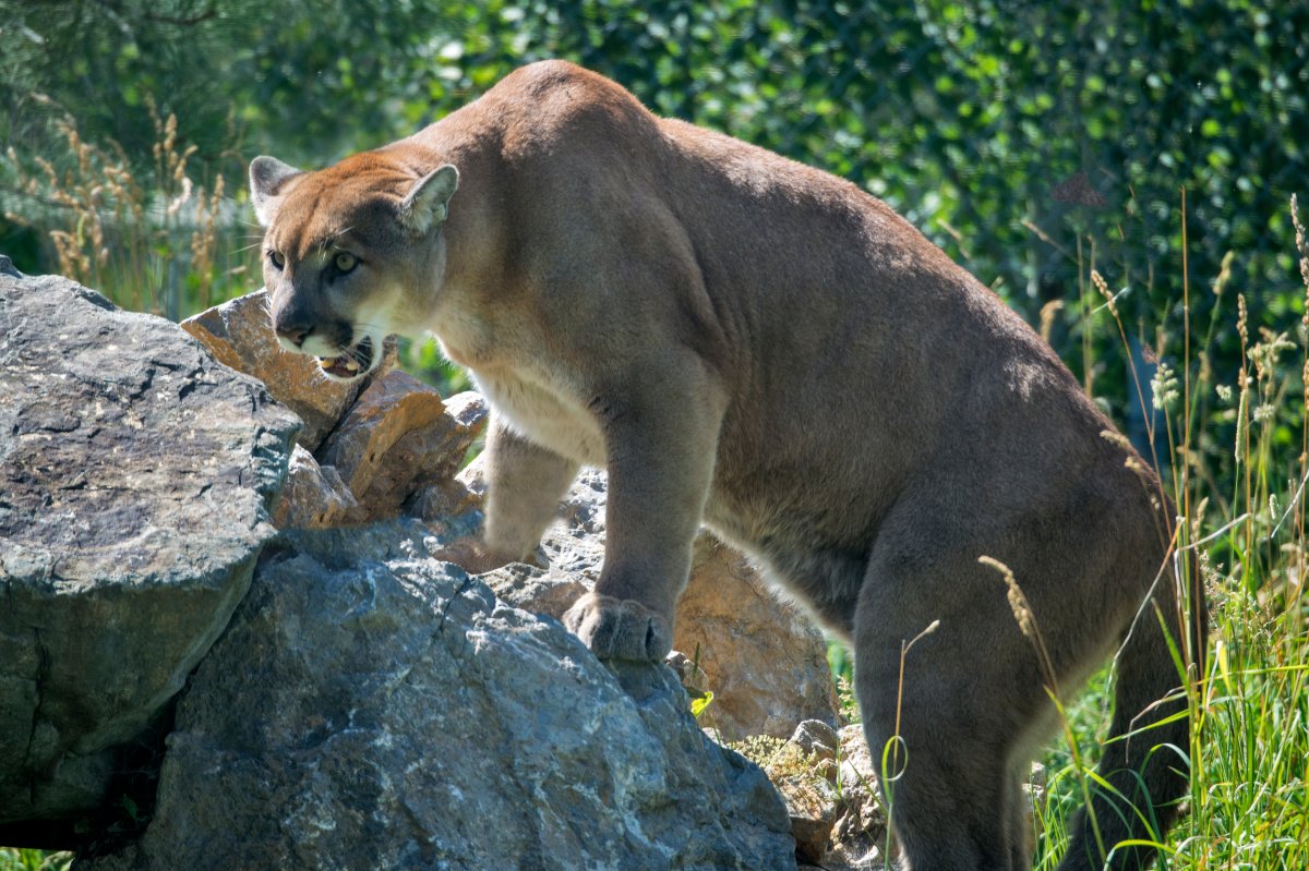 Alberta Parks has issued an advisory for the Paddys Flat Campground in Kananaskis after it received a report of a cougar following a dog walker.