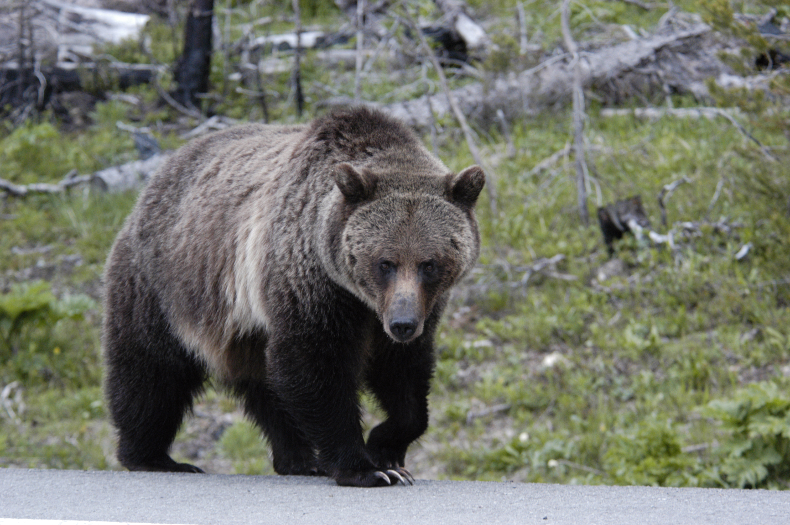 Woman Found Dead After Grizzly Bear ‘encounter’ Near Yellowstone ...