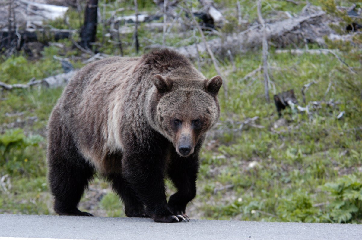 File - A large grizzly bear in Yellowstone National Park along the East Entrance Road.