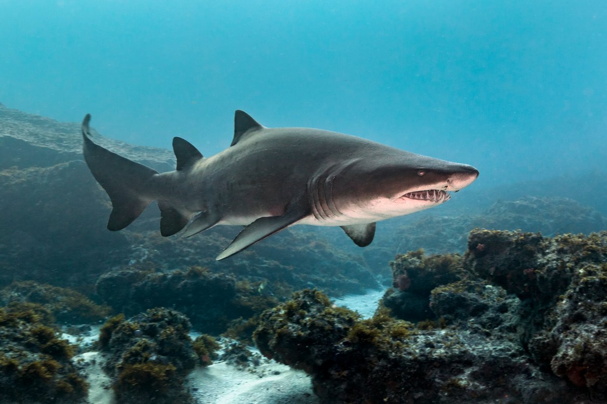 File - sand tiger shark cruising reefs off the coast of South Africa.