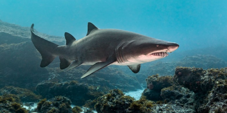 Multiple shark attacks reported in N.Y. — and 50 sharks spotted at one beach