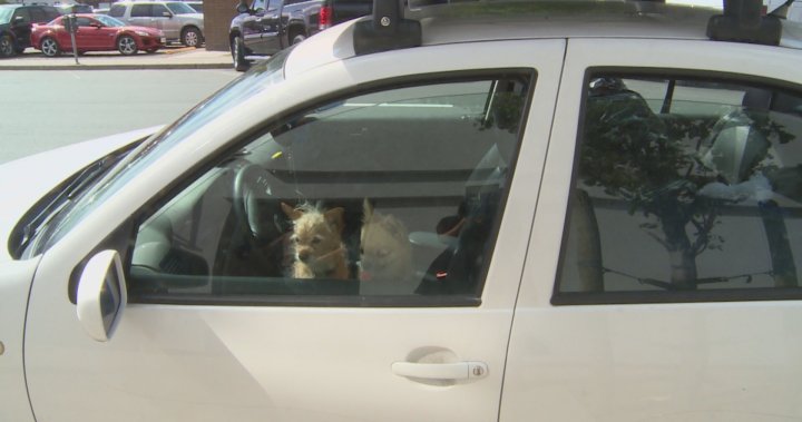 Uptick in calls for pets in hot vehicles; leave them at home, officials say
