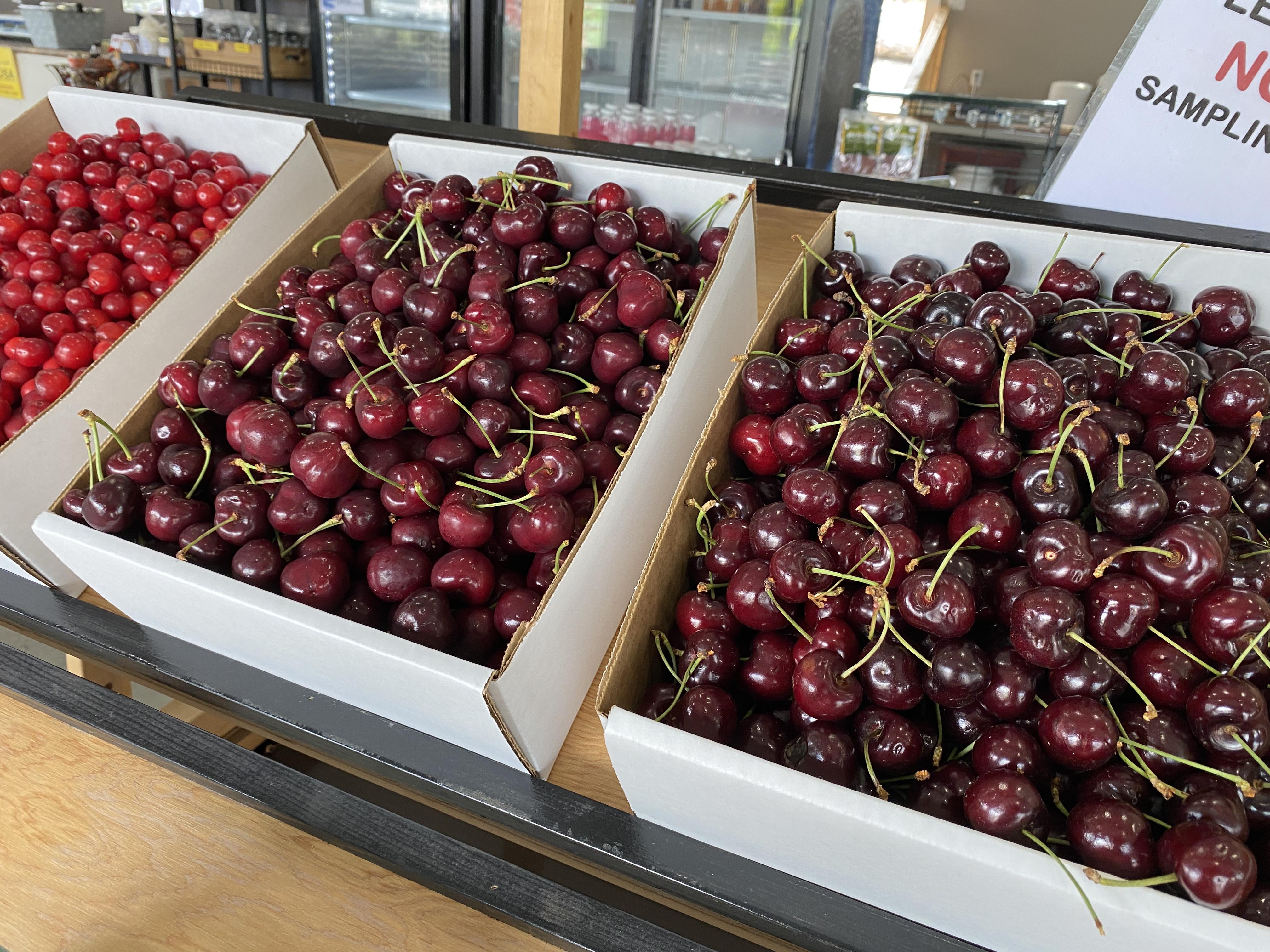 U S Cherries Flooding B C Undercutting Desperate Local Producers   July 7 2023 Sunview Cherries 