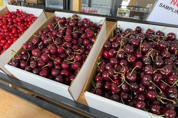 South Okanagan cherry harvest well underway