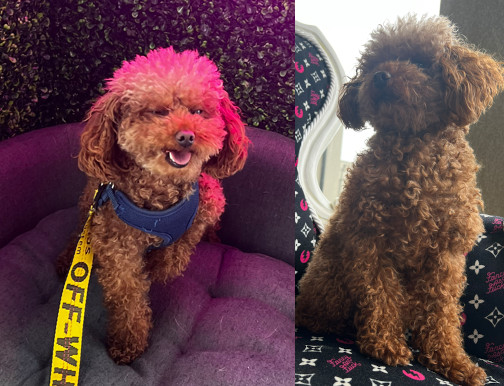 Poodle recovered after taken during brazen late-night carjacking in Oakville