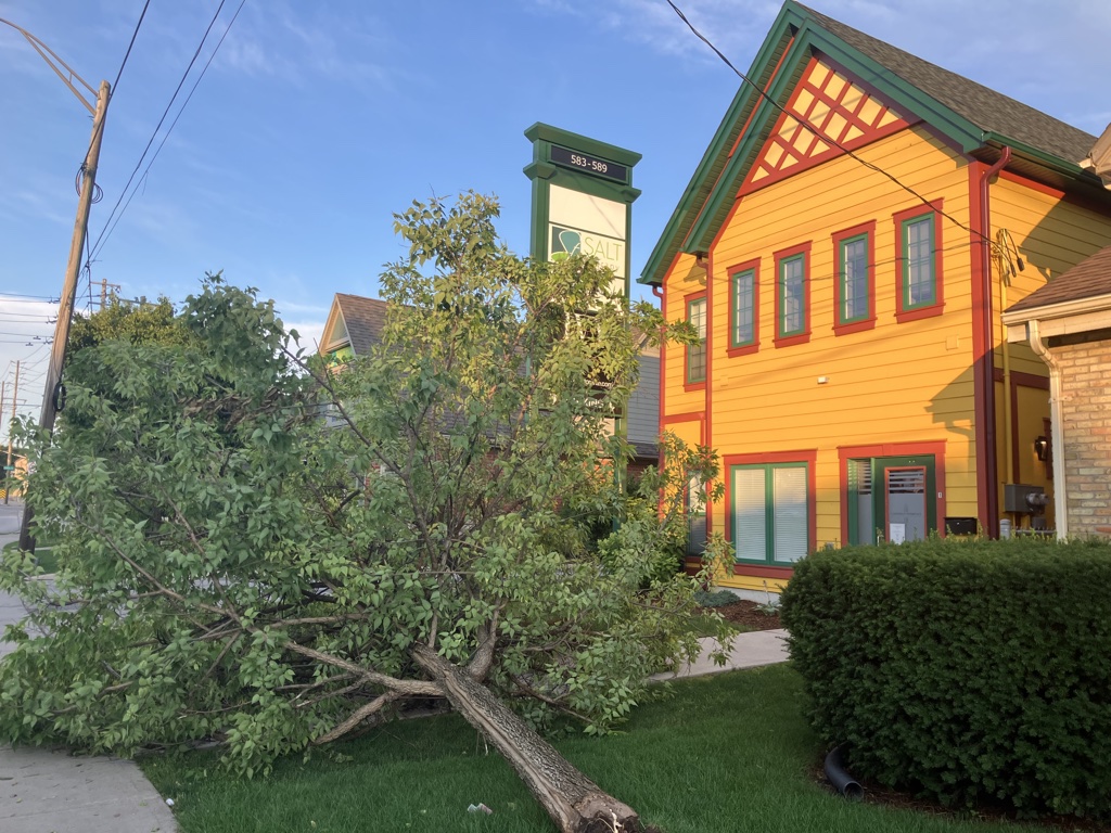 A fallen tree located on Oxford Street near Adelaide Street.