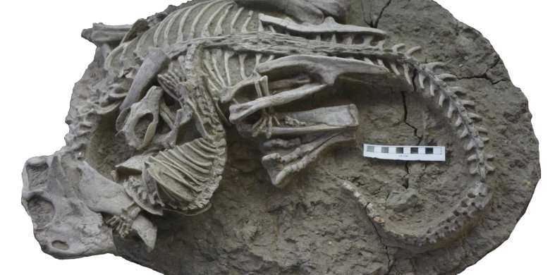 Dinosaur on the dinner menu for prehistoric mammals, rare fossil suggests