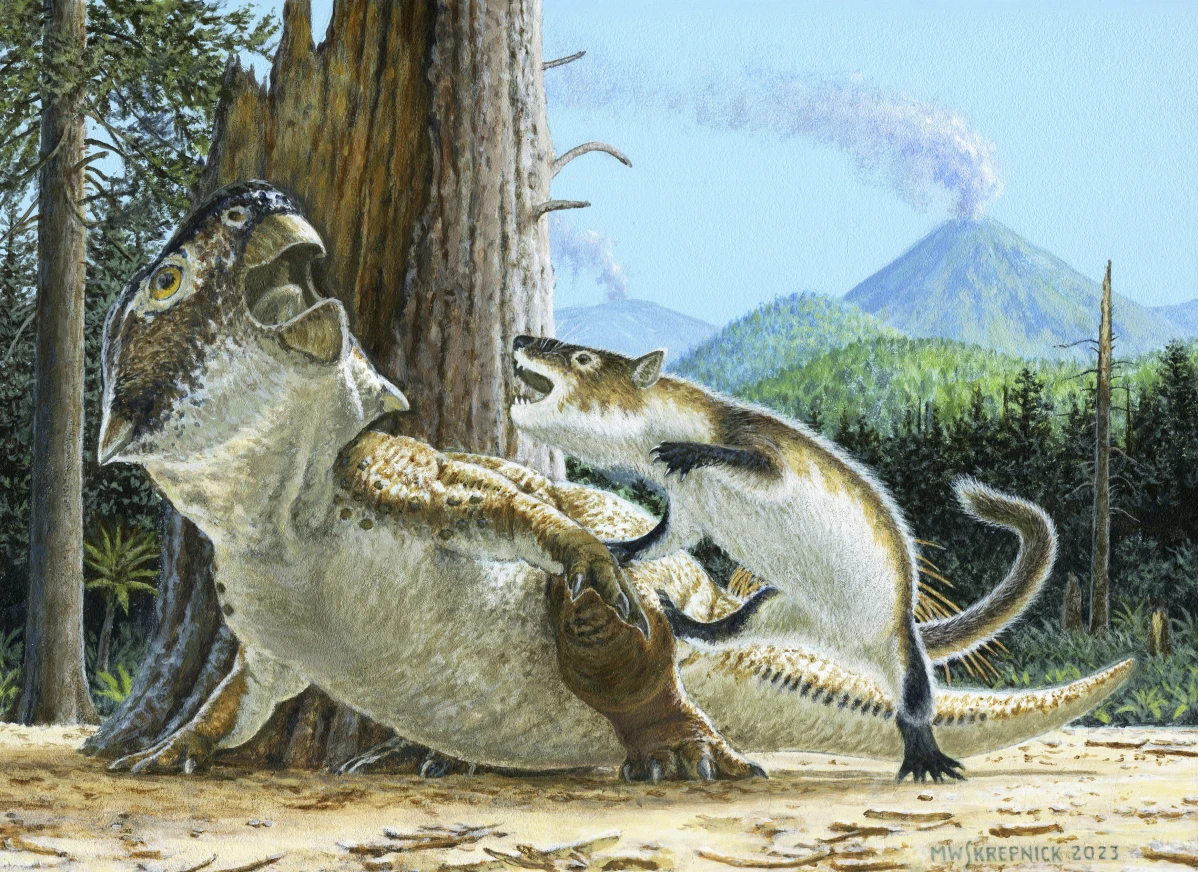A reconstruction of a dinosaur being attacked by a rodent-like mammal.