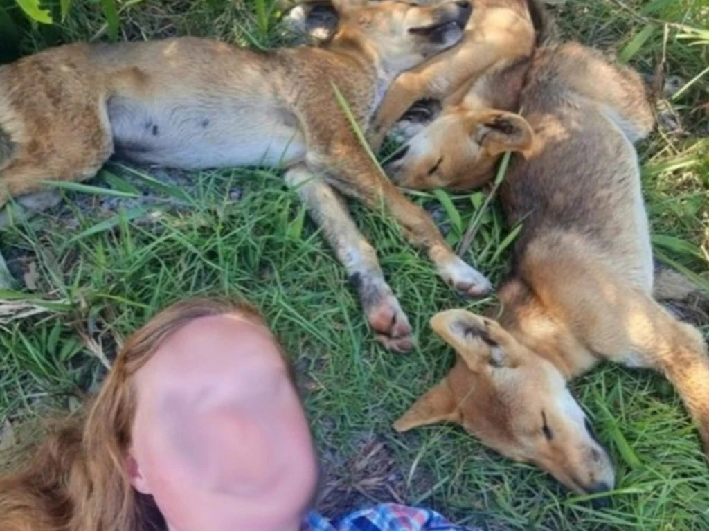 A woman, whose face is blurred, lays in the grass beside three sleeping dingoes.