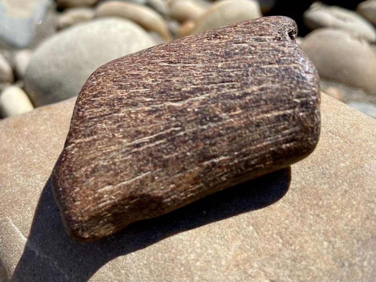 Experts say the fossil may be from a duck-billed dinosaur, known as a Hadrosaur.