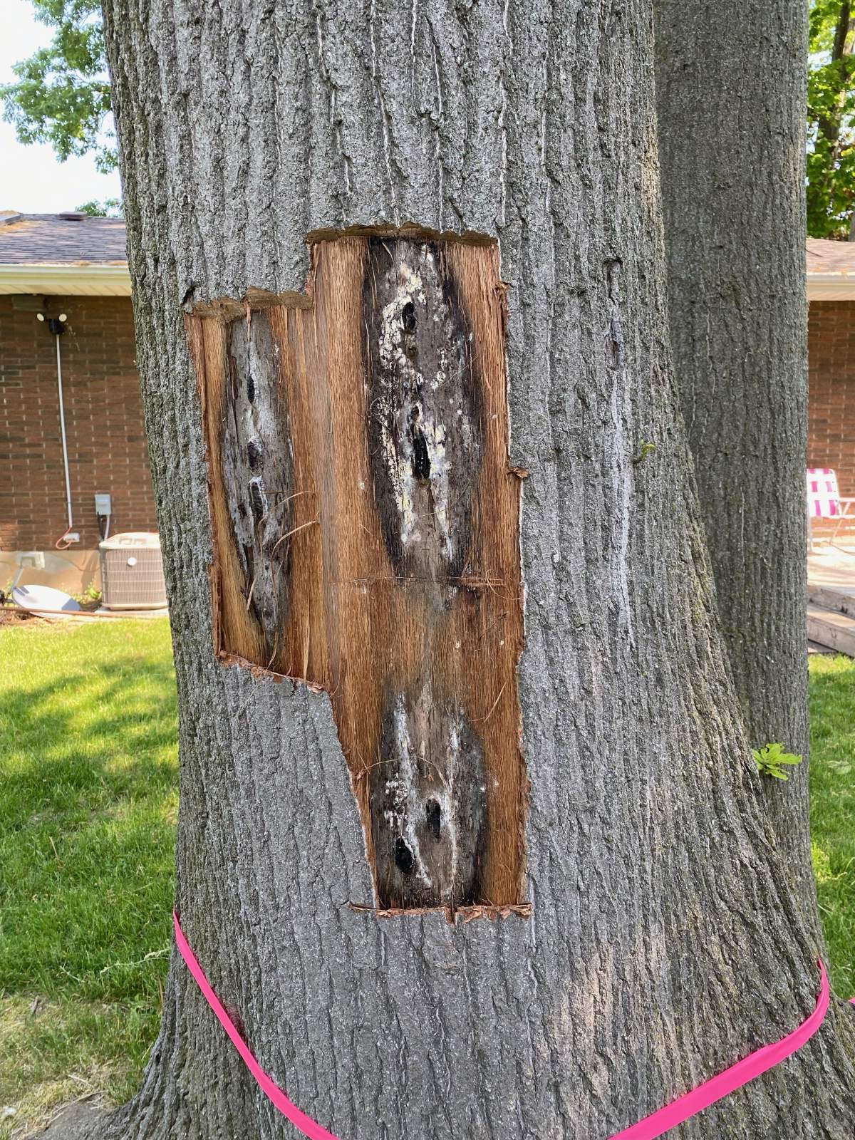 Oak Wilt - exposed pressure pad